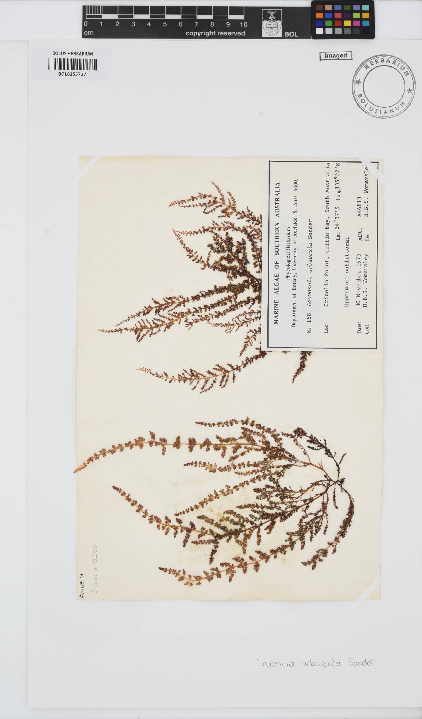 Laurencia arbuscula image