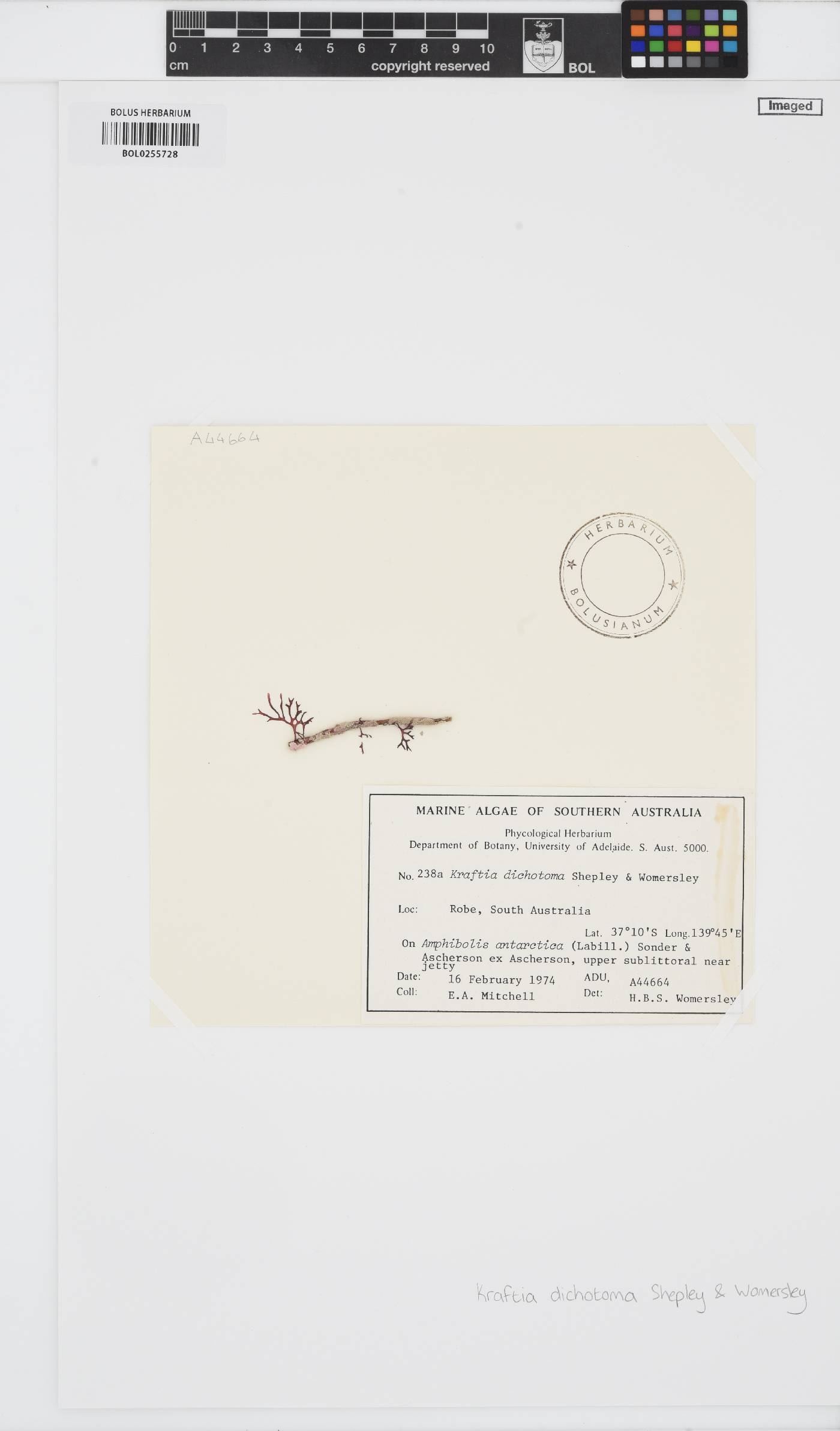 Kraftia dichotoma image