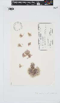 Jania verrucosa image