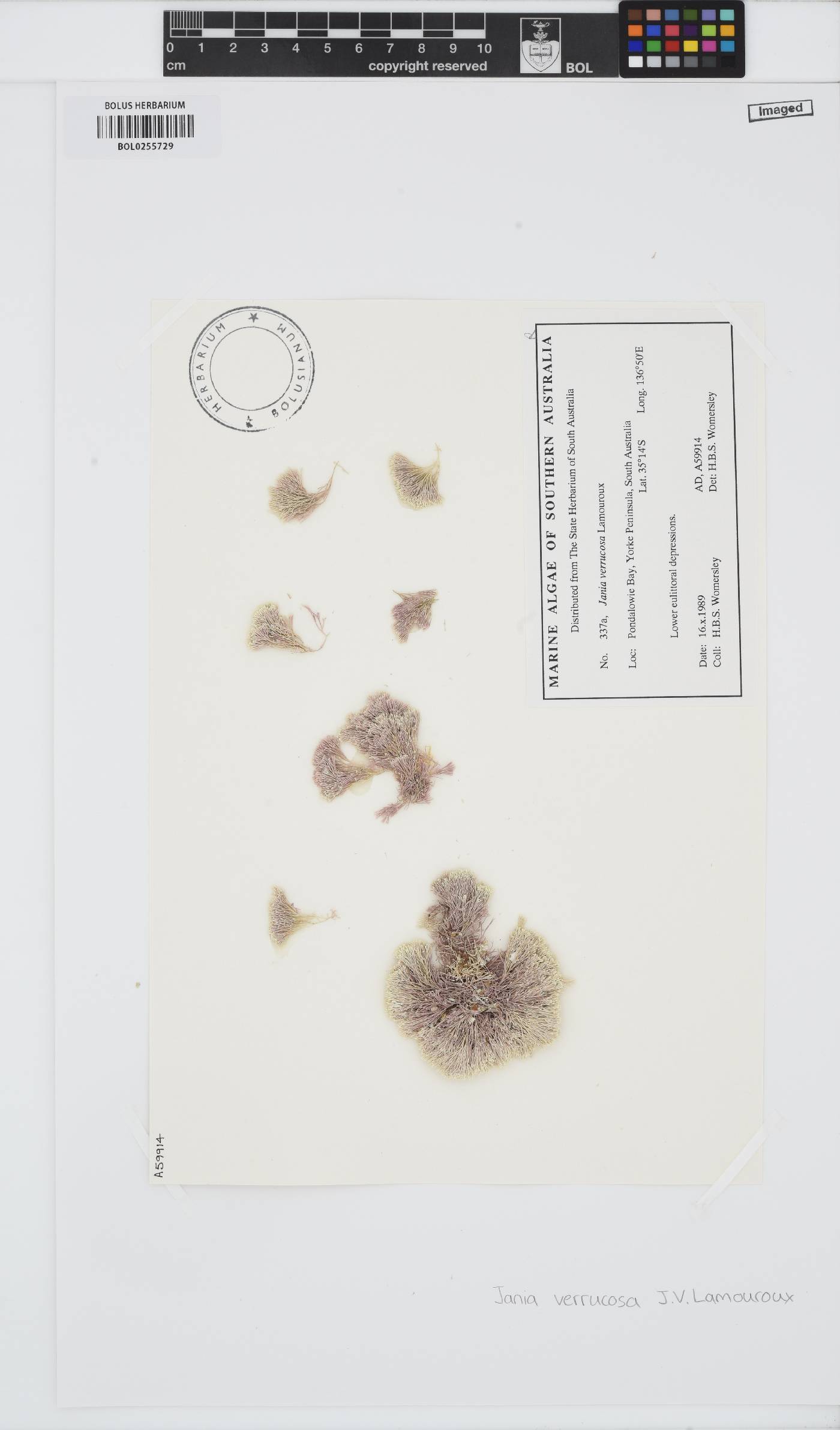 Jania verrucosa image
