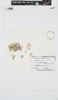 Jania verrucosa image