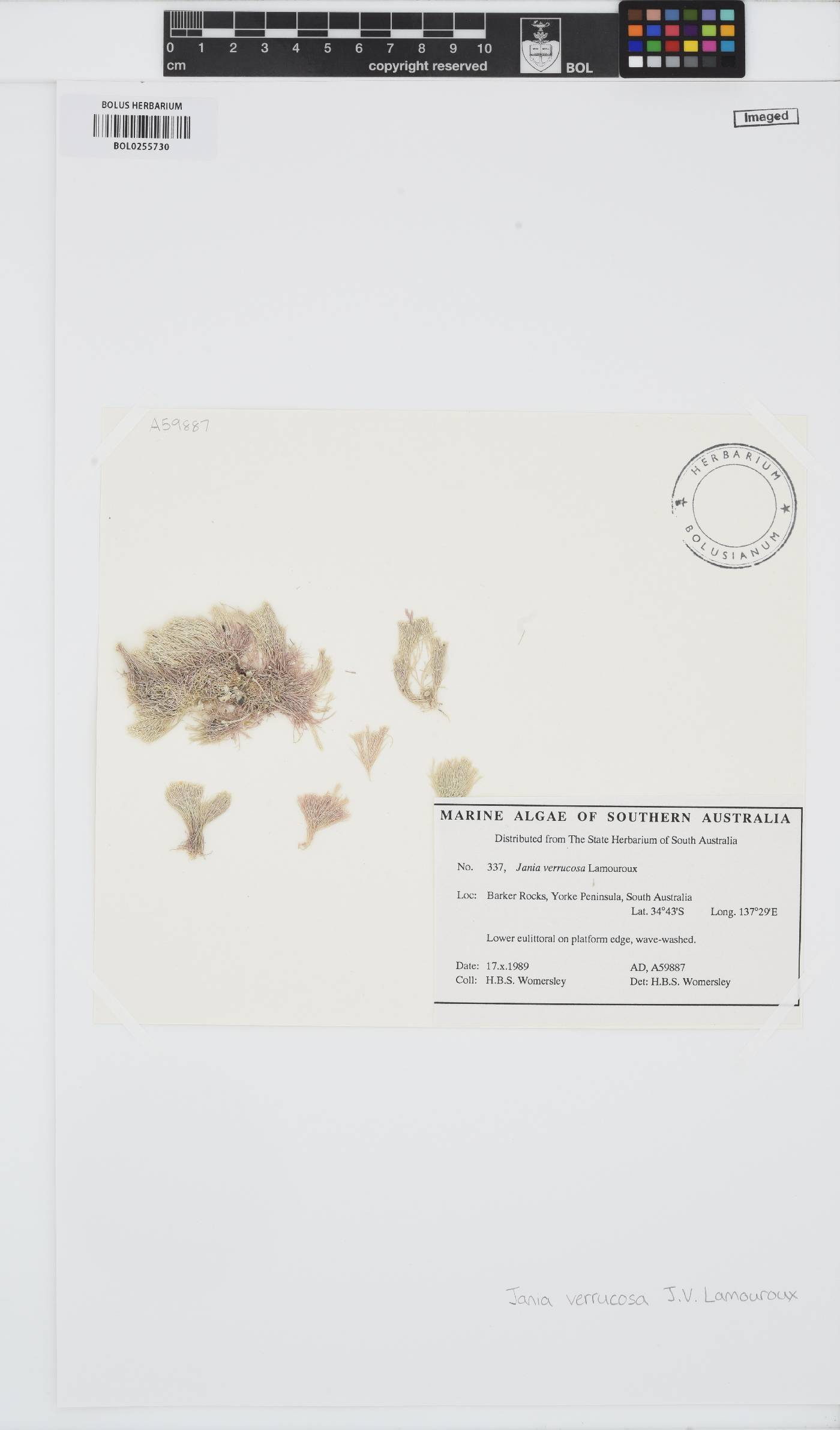 Jania verrucosa image