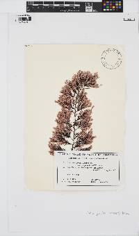 Image of Jania pusilla