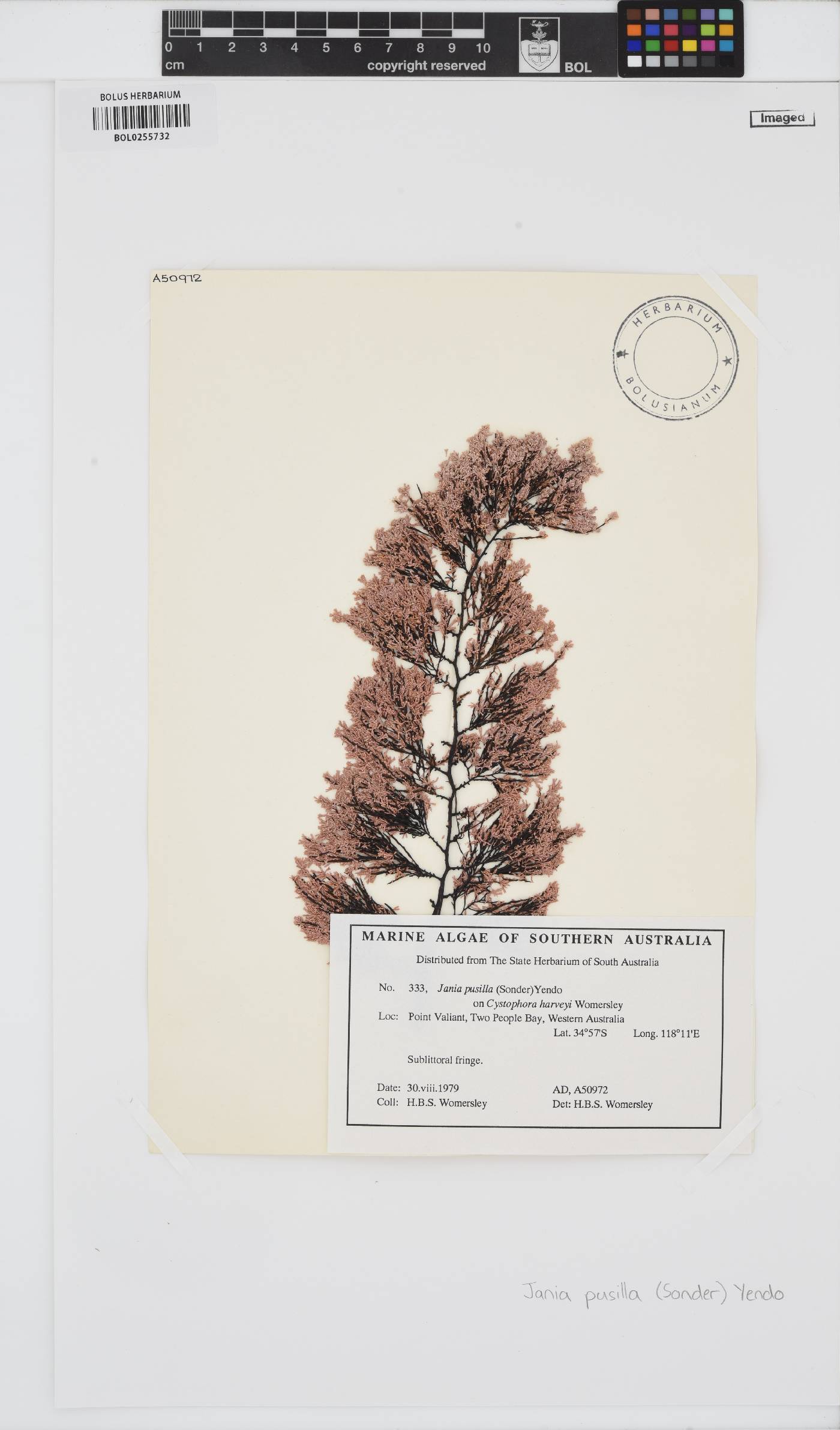 Jania pusilla image
