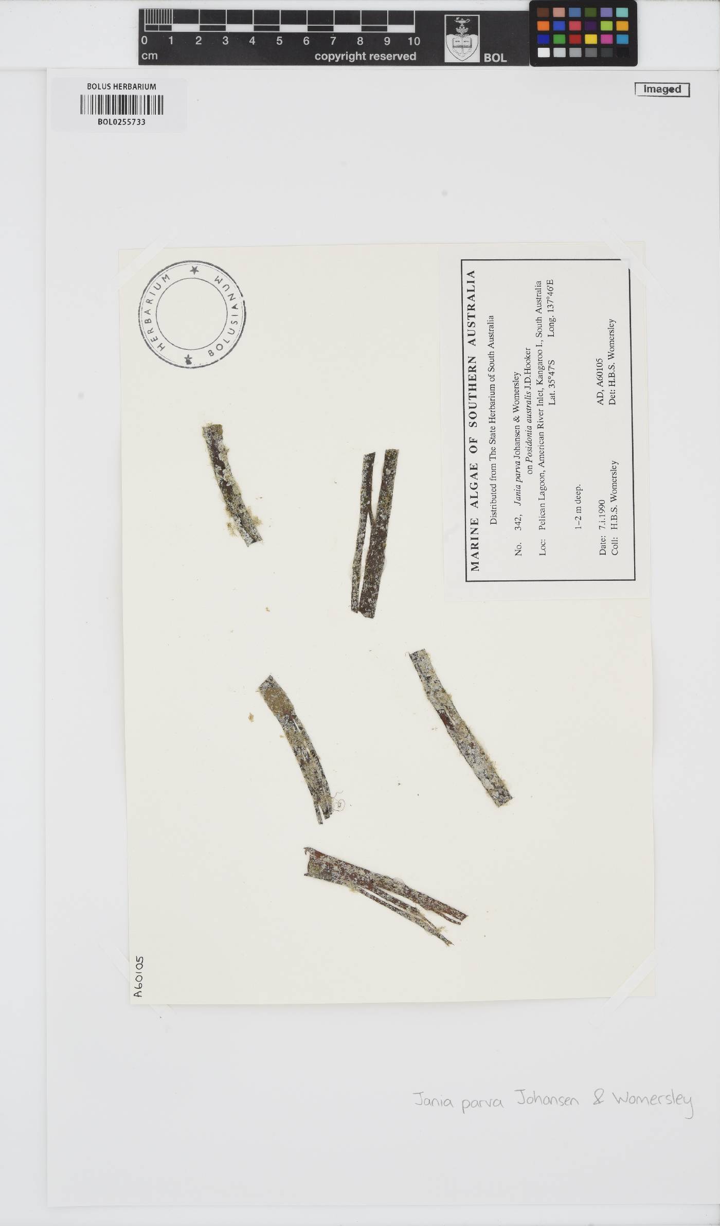 Jania parva image