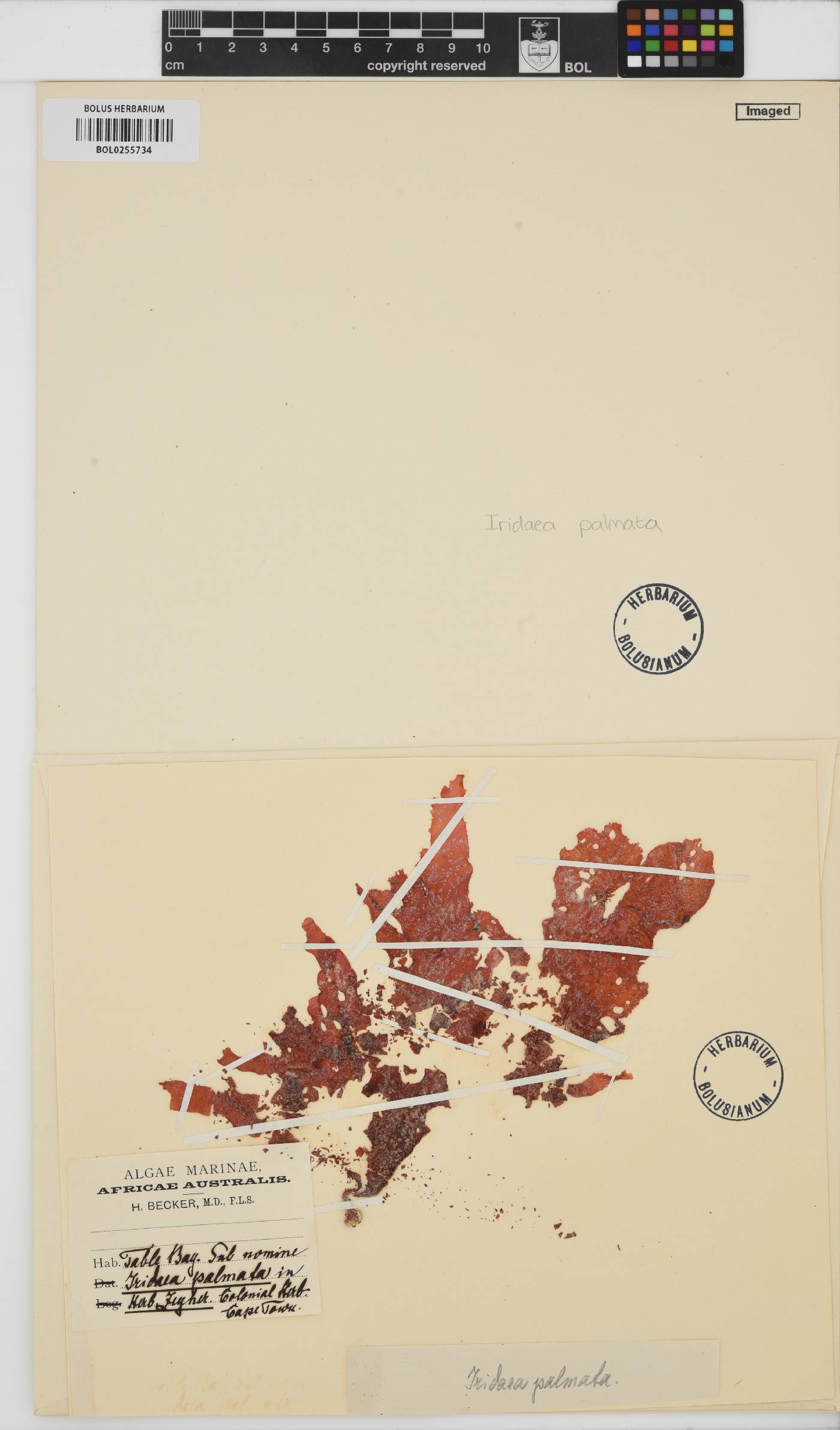 Iridaea image