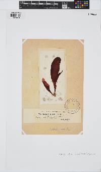 Dilsea carnosa image