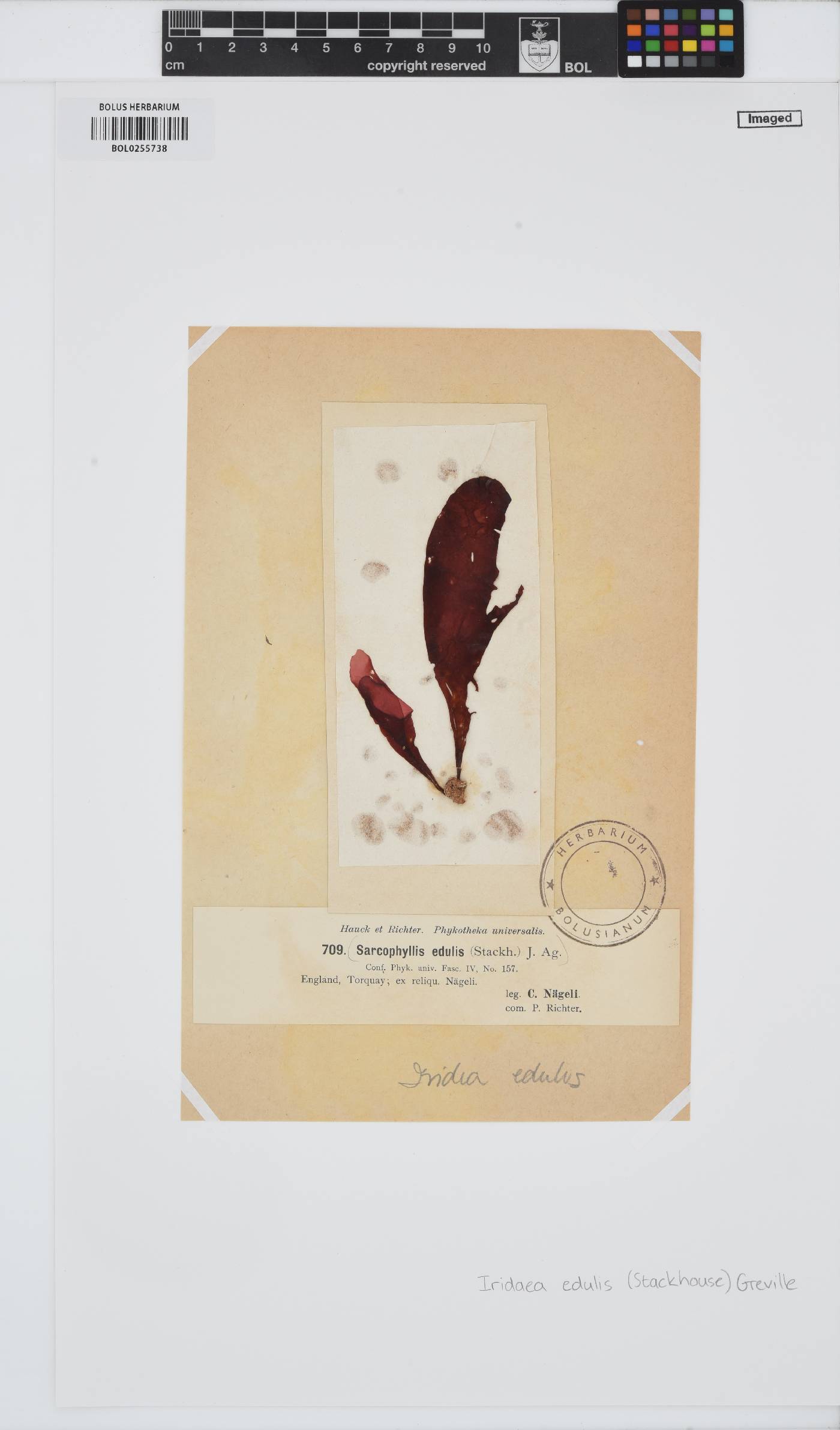 Dilsea carnosa image