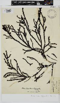 Phacelocarpus oligacanthus image