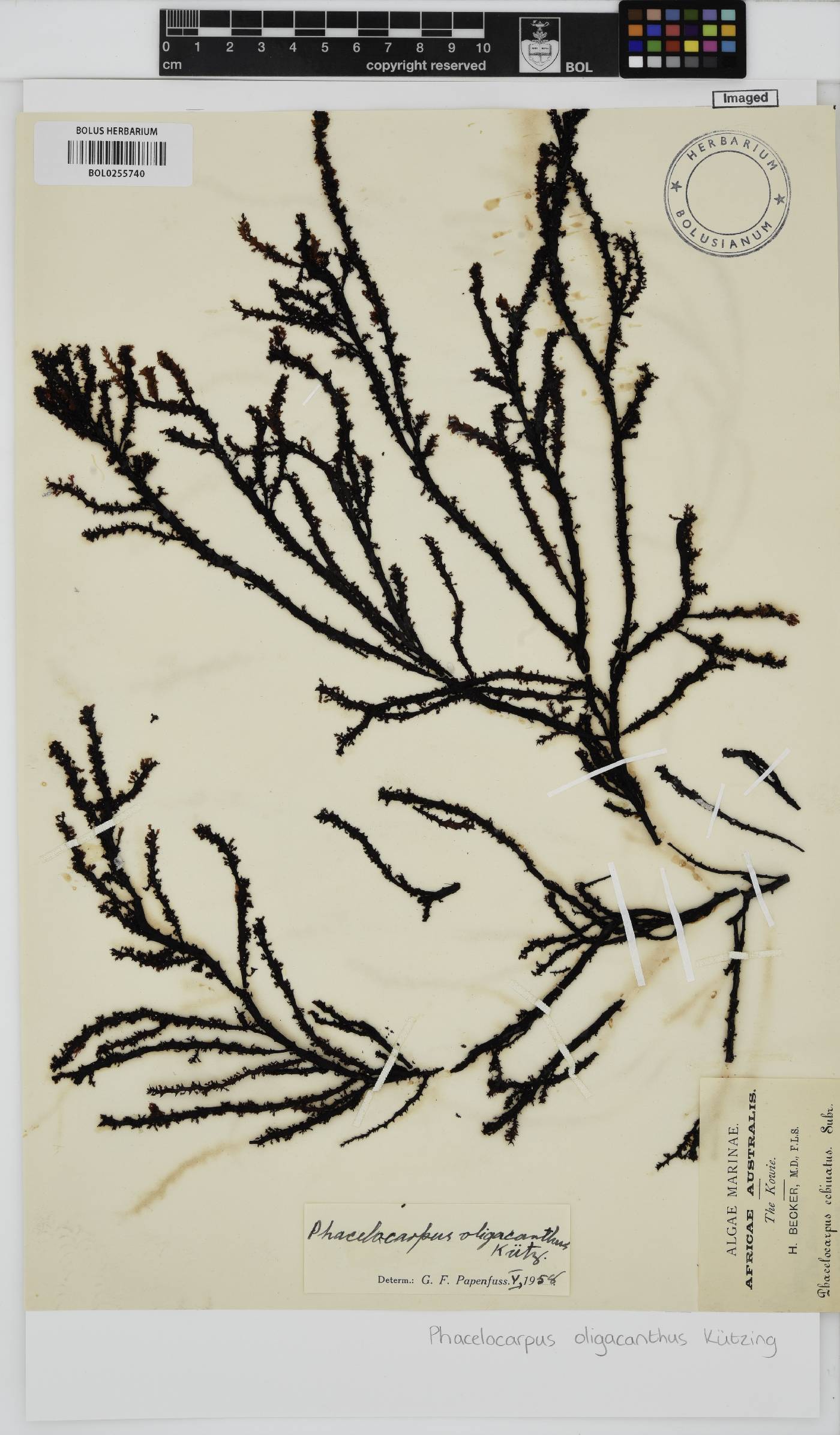 Phacelocarpus oligacanthus image