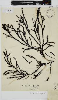 Phacelocarpus oligacanthus image