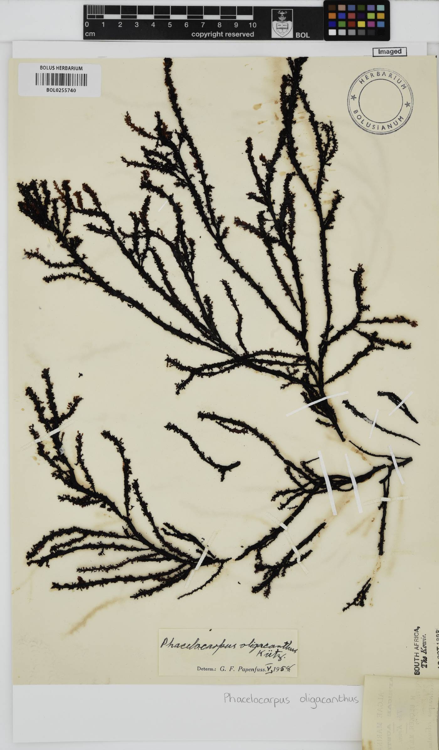 Phacelocarpus image