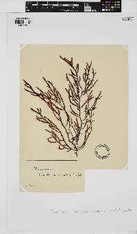 Phacelocarpus peperocarpos image