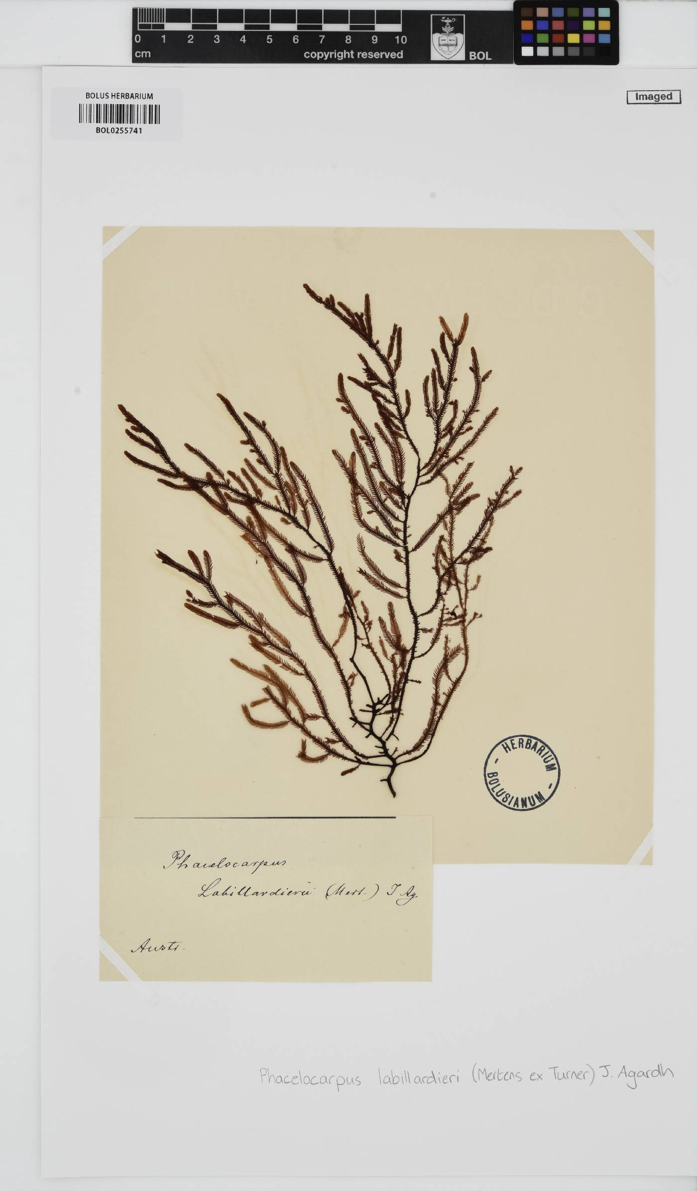 Phacelocarpus peperocarpos image