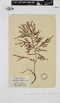Phacelocarpus peperocarpos image