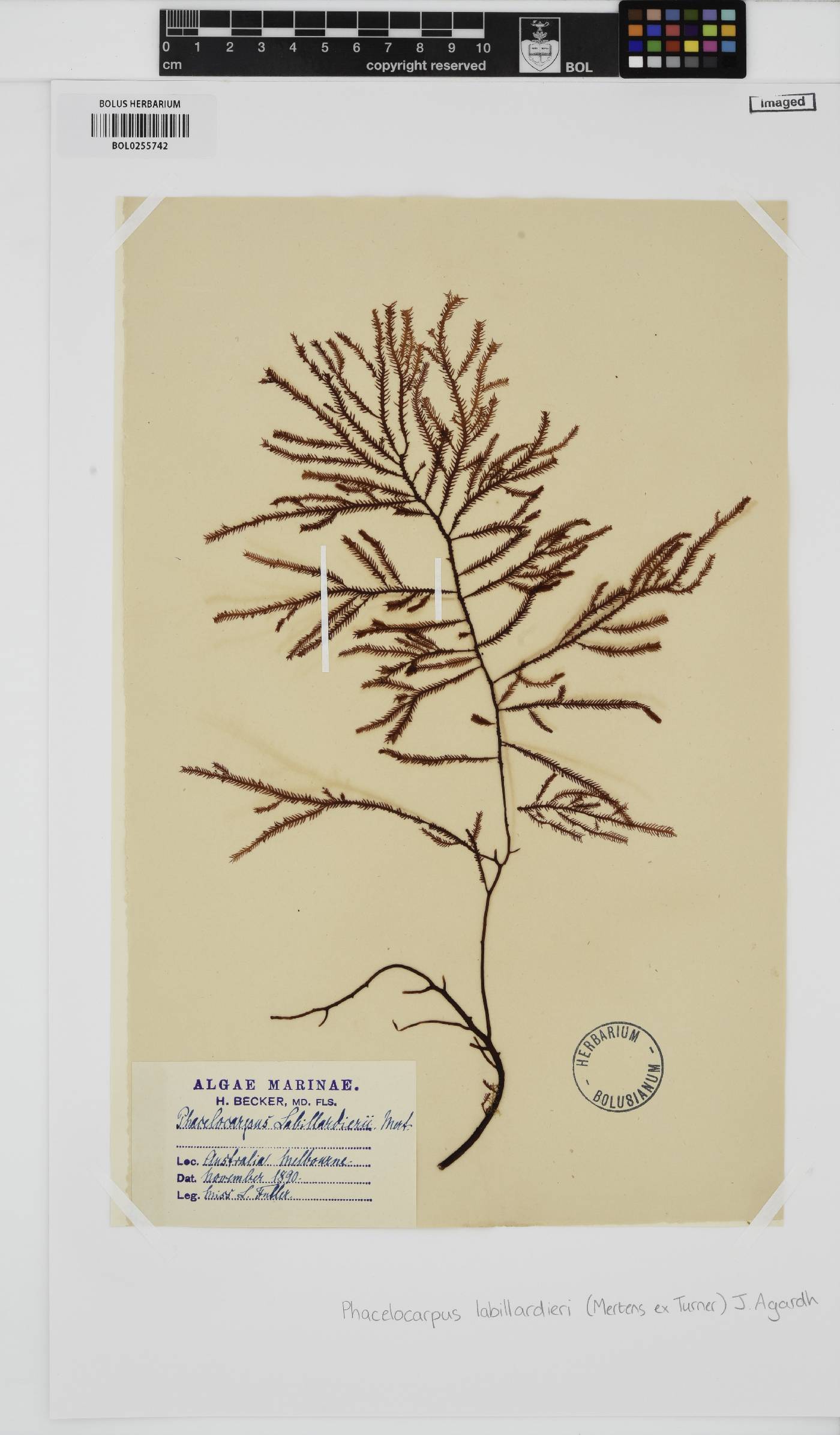 Phacelocarpus peperocarpos image
