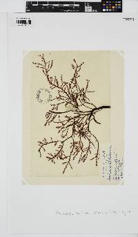 Phacelocarpus peperocarpos image
