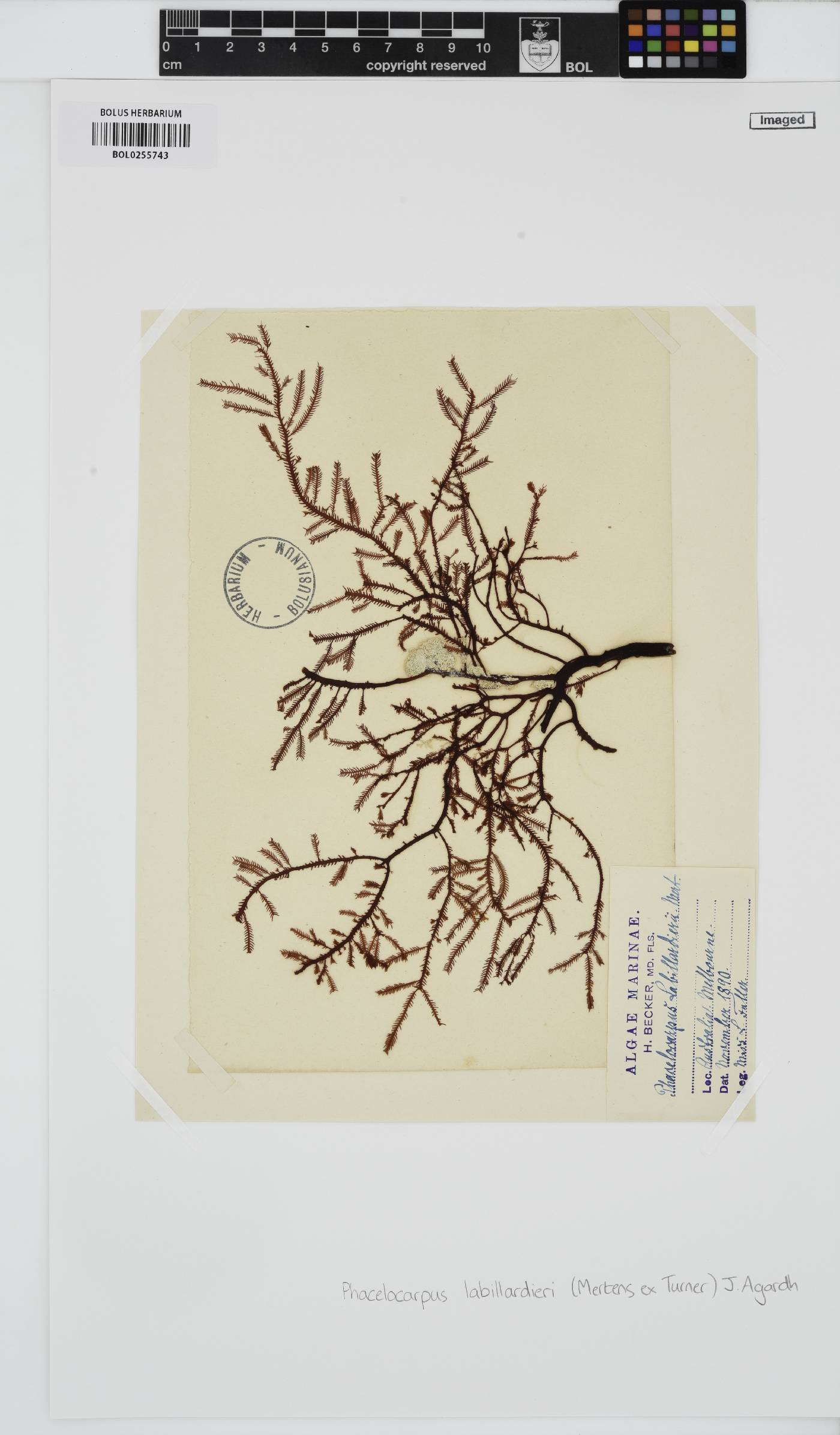 Phacelocarpus peperocarpos image