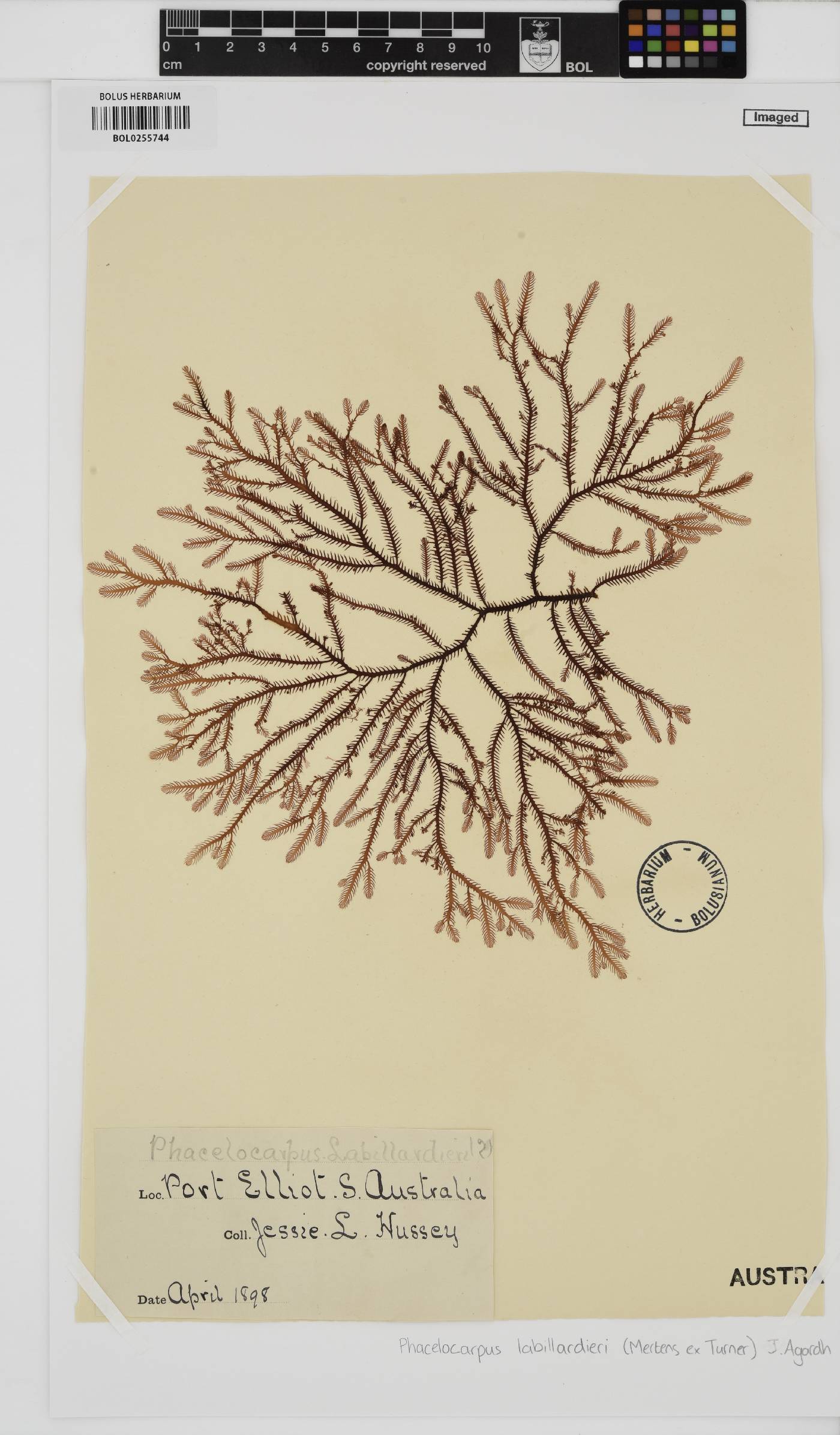 Phacelocarpus peperocarpos image