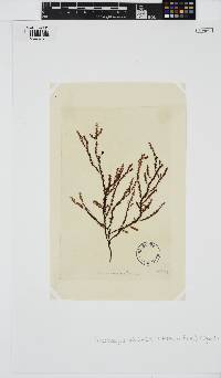 Phacelocarpus peperocarpos image