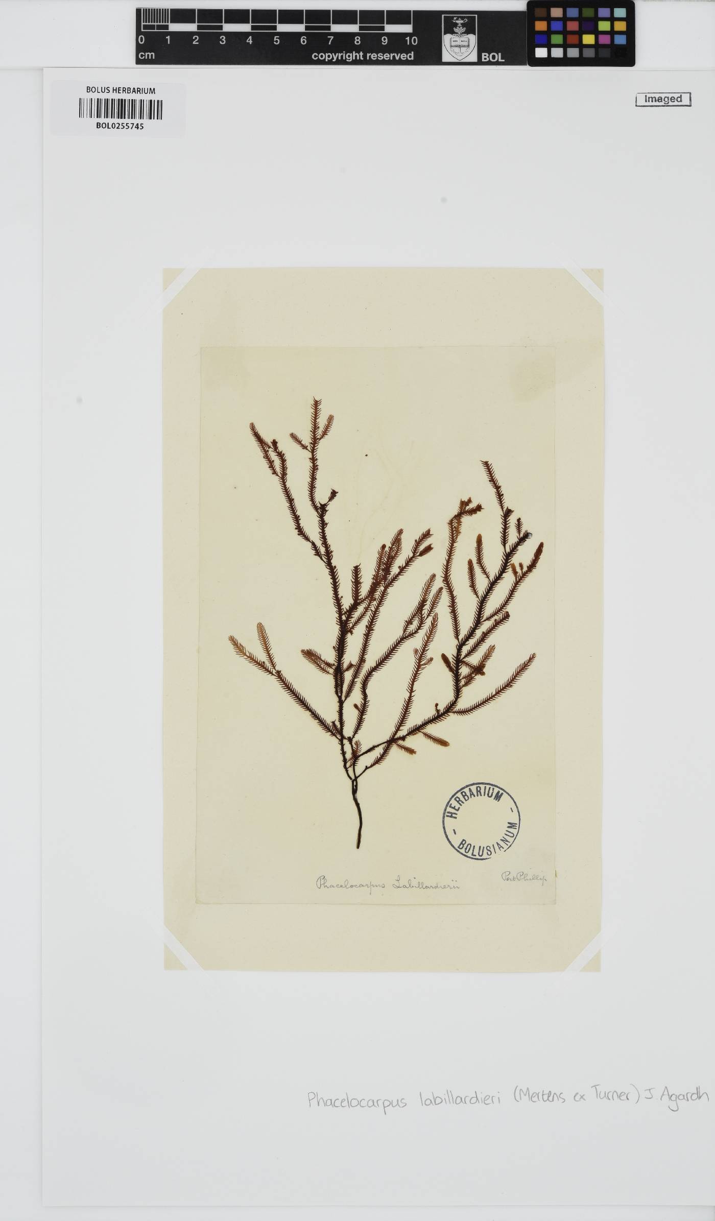 Phacelocarpus peperocarpos image