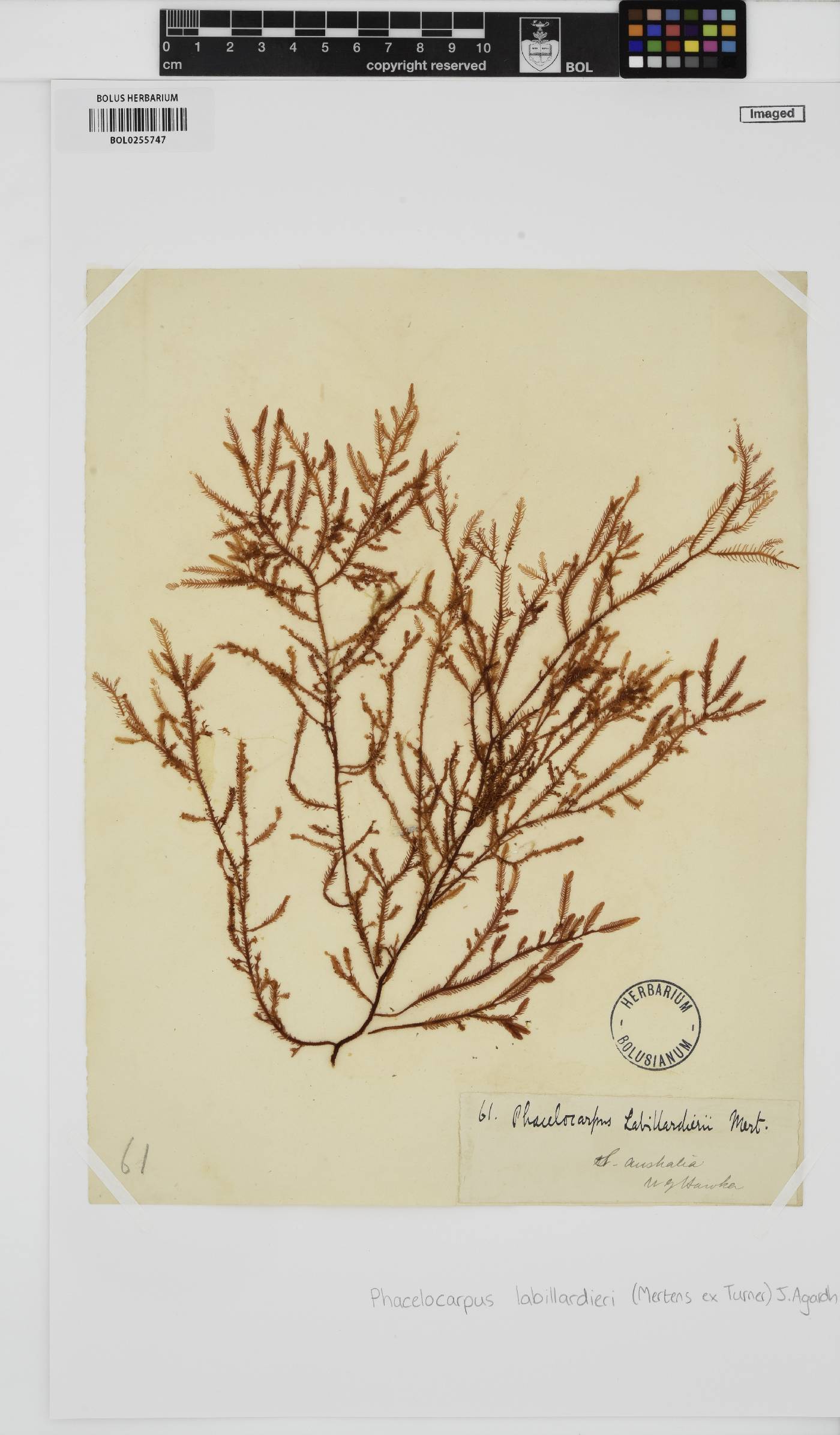 Phacelocarpus peperocarpos image