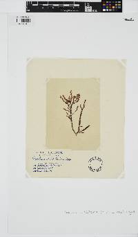 Phacelocarpus peperocarpos image