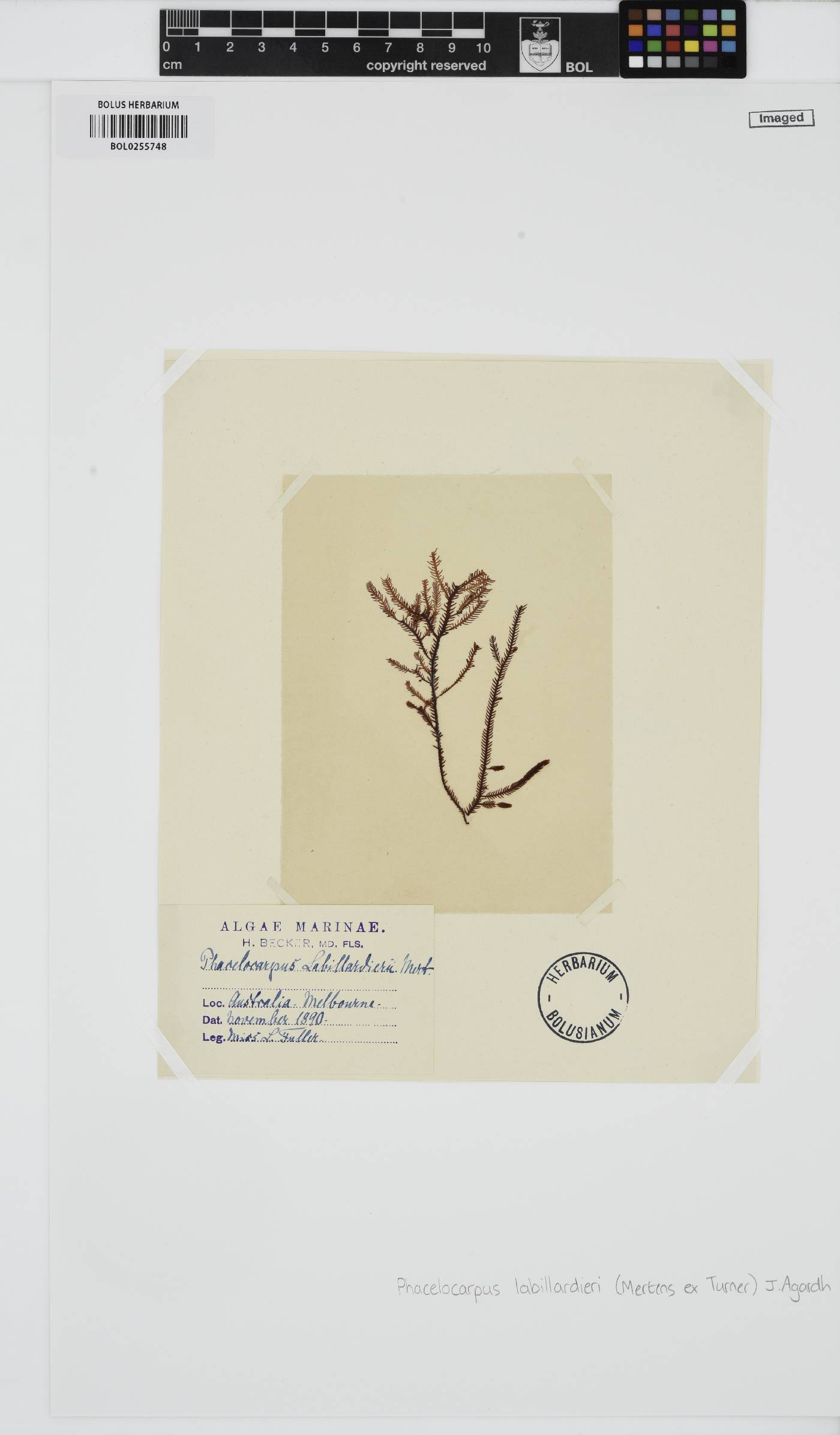 Phacelocarpus peperocarpos image