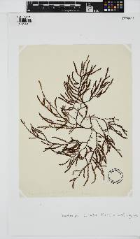 Phacelocarpus peperocarpos image