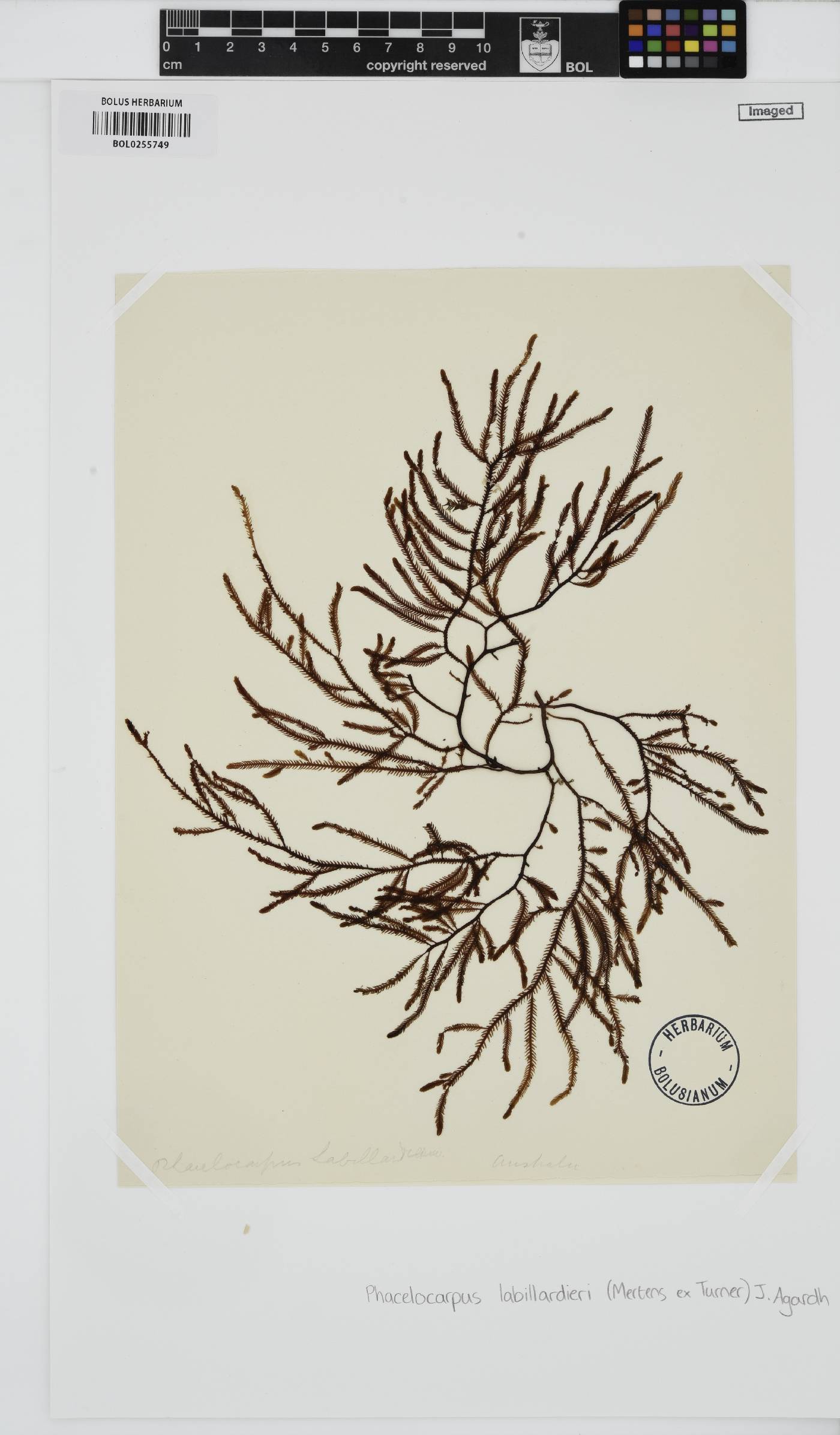 Phacelocarpus peperocarpos image