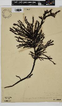 Phacelocarpus echinatus image