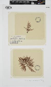 Phacelocarpus complanatus image