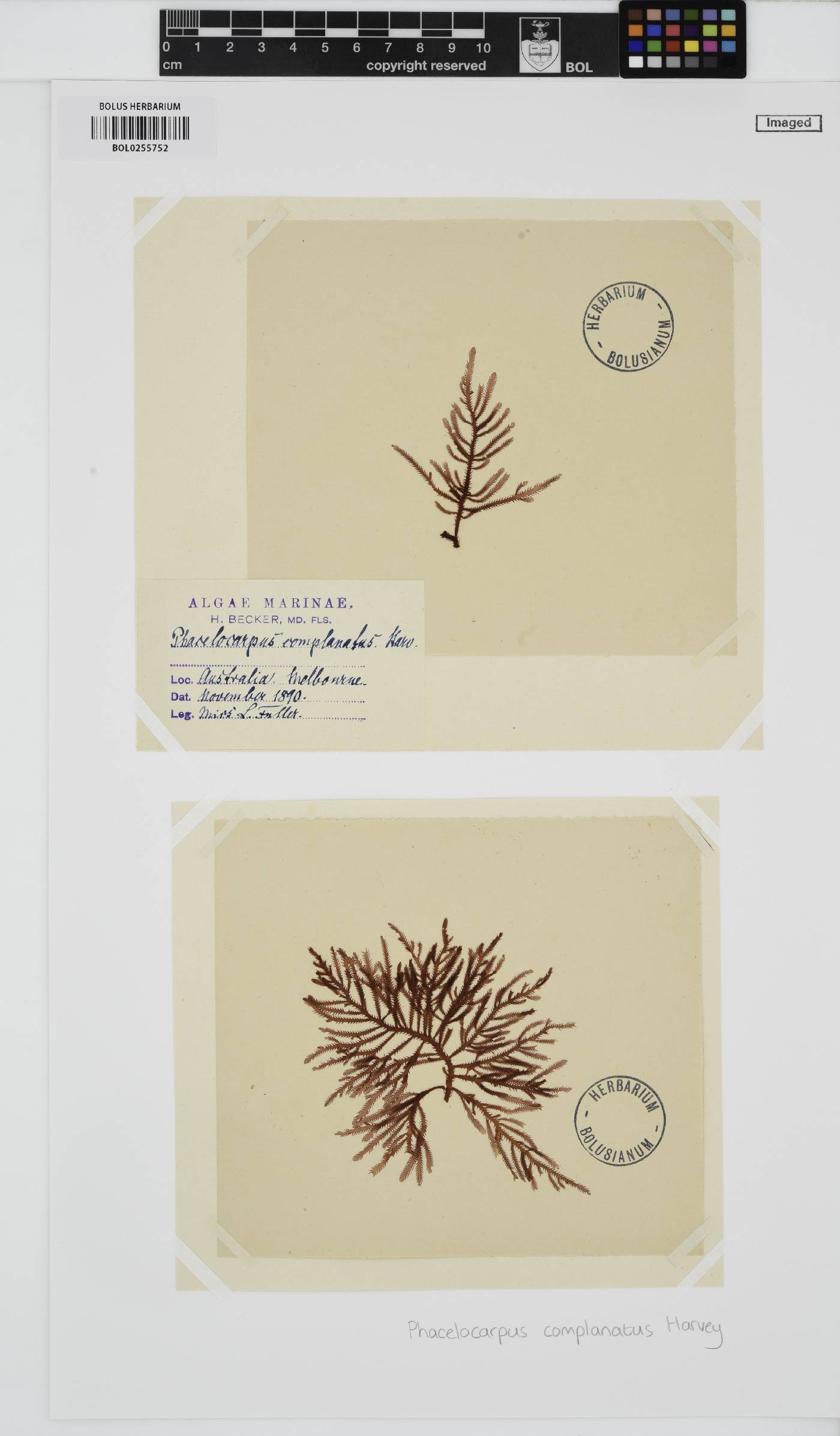 Phacelocarpus complanatus image