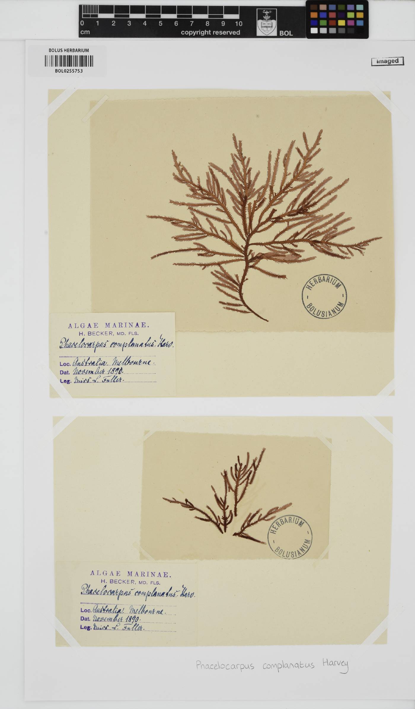 Phacelocarpus complanatus image