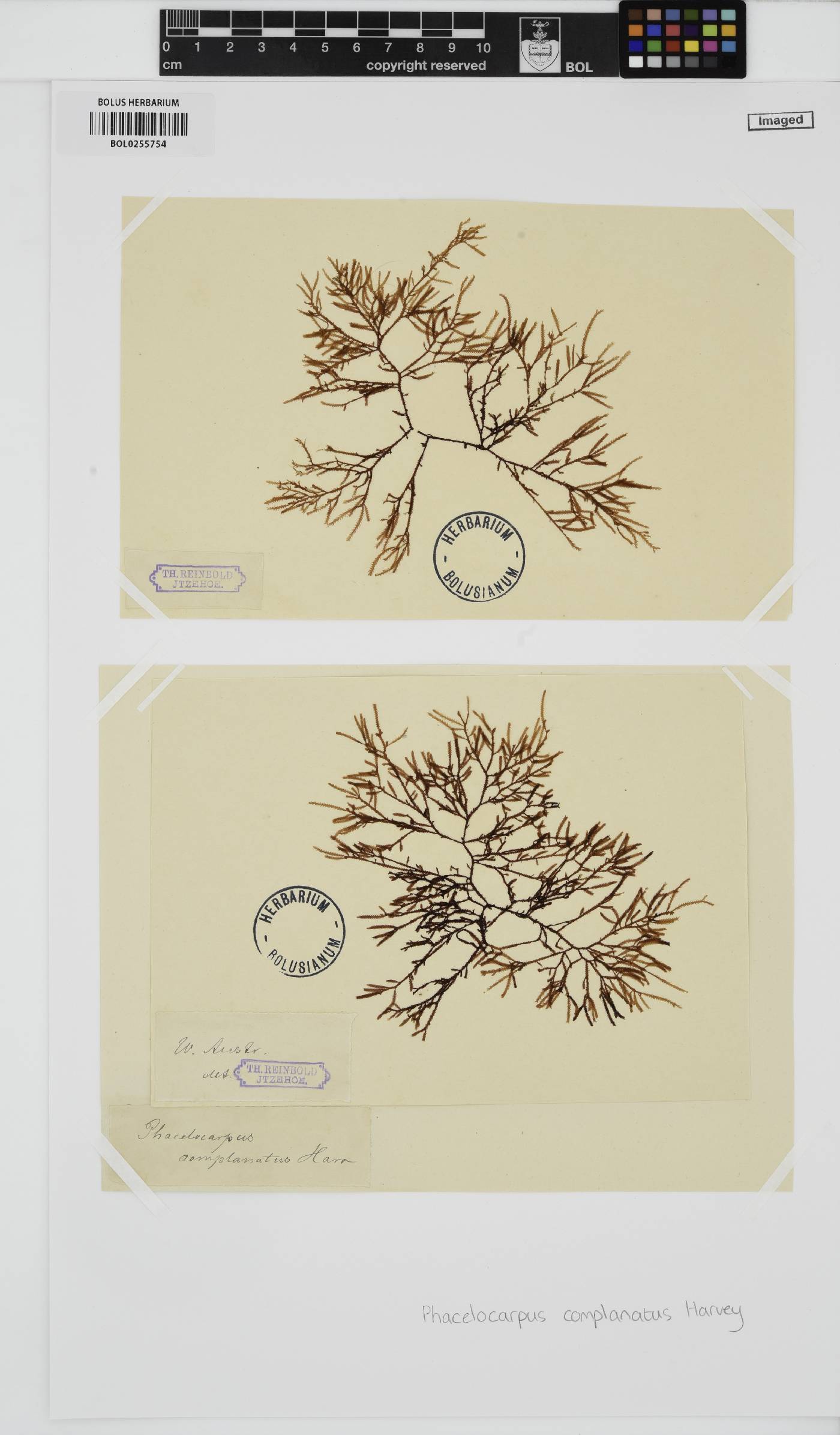 Phacelocarpus complanatus image