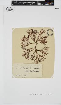 Image of Phacelocarpus apodus