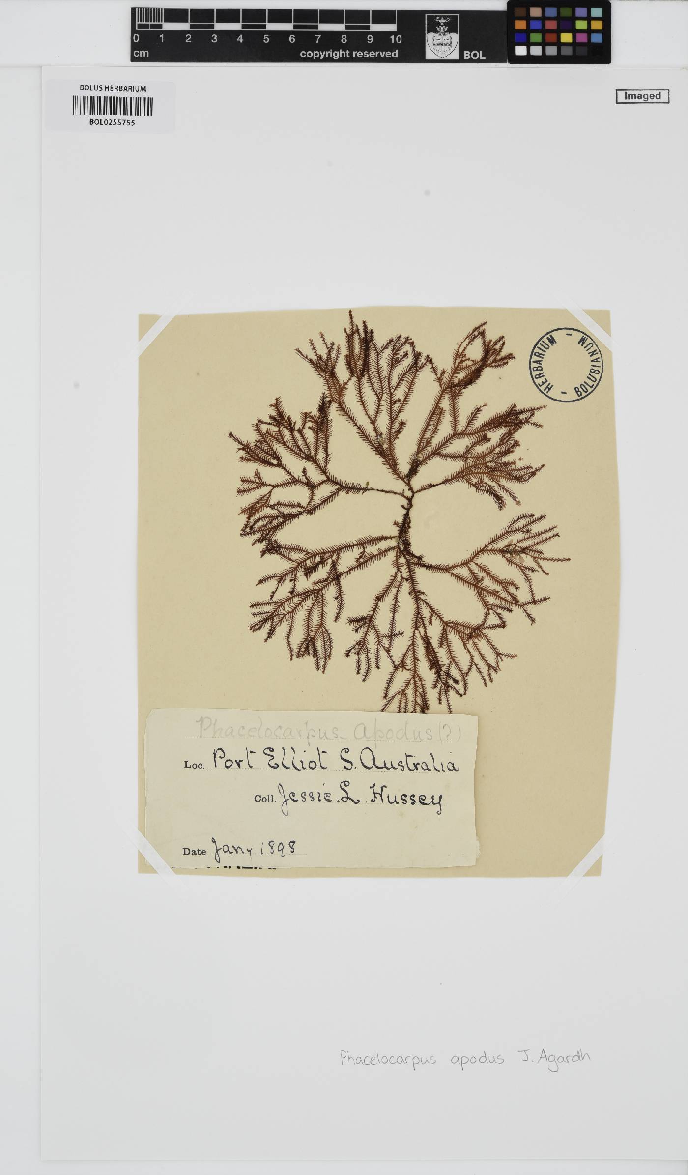 Phacelocarpus apodus image