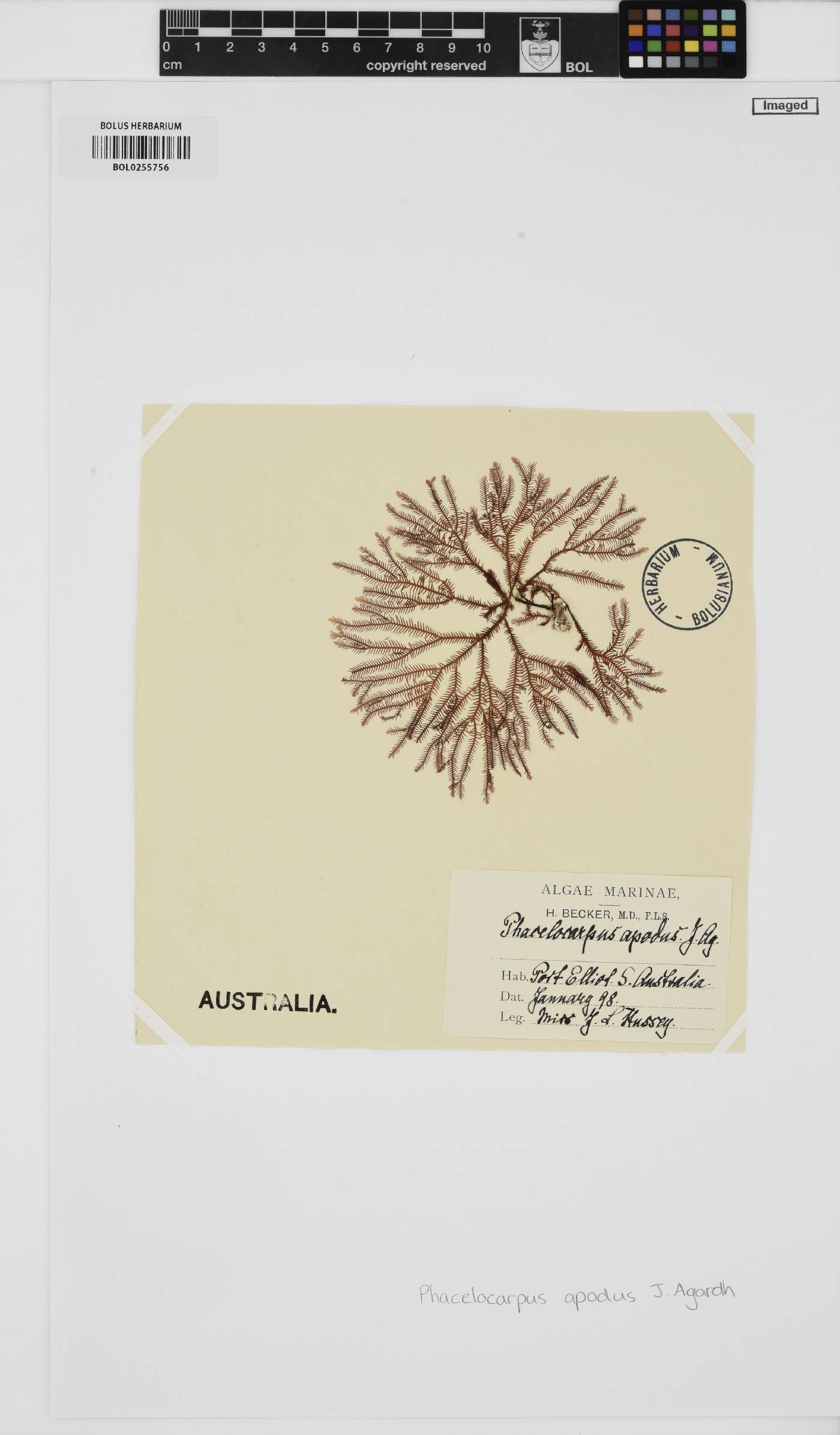 Phacelocarpus apodus image