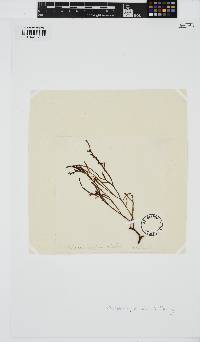 Phacelocarpus alatus image