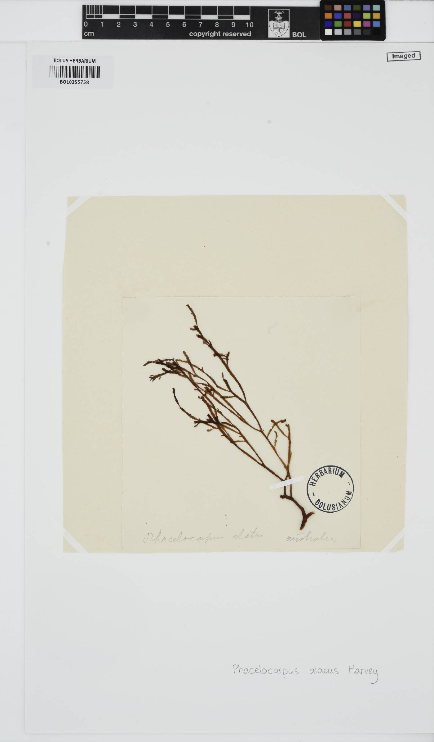 Phacelocarpus alatus image