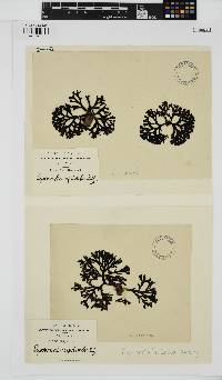Peyssonnelia replicata image