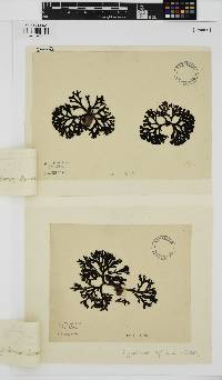 Peyssonnelia replicata image