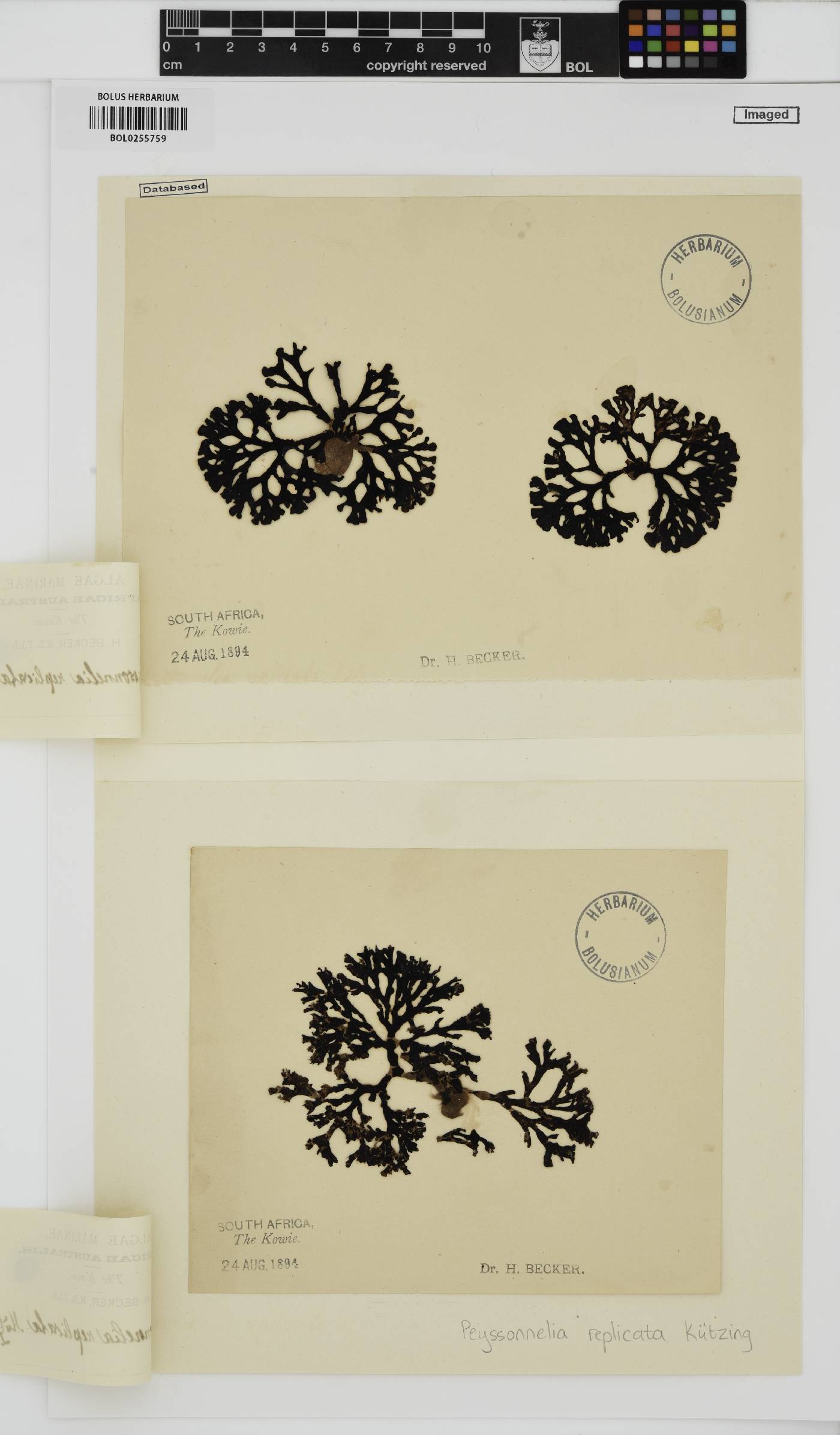 Peyssonnelia replicata image
