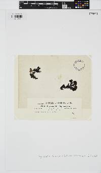 Image of Peyssonnelia squamaria