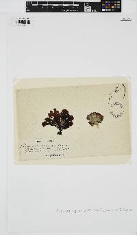 Peyssonnelia squamaria image