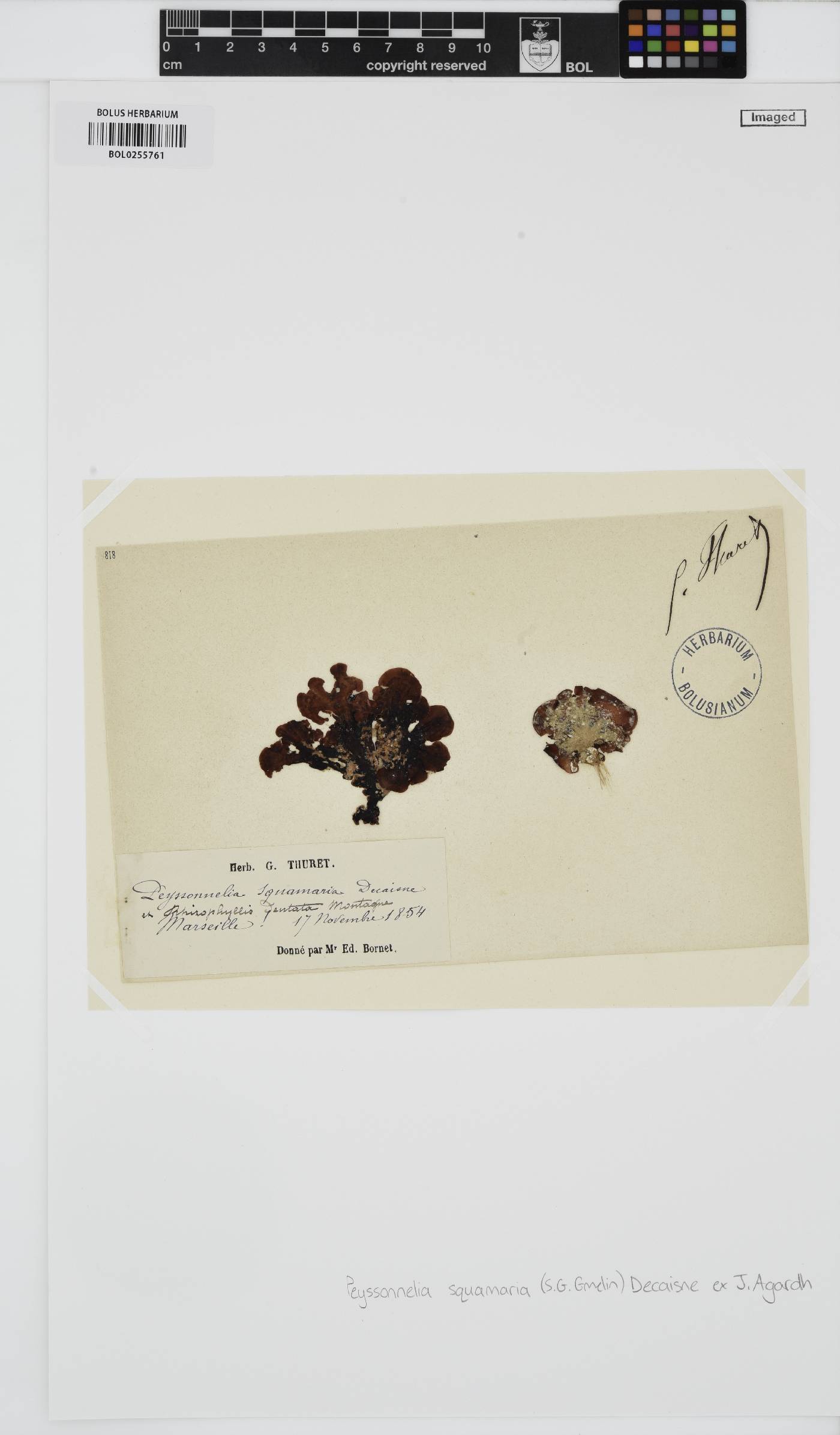 Peyssonnelia squamaria image