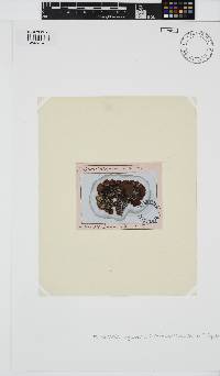 Peyssonnelia squamaria image