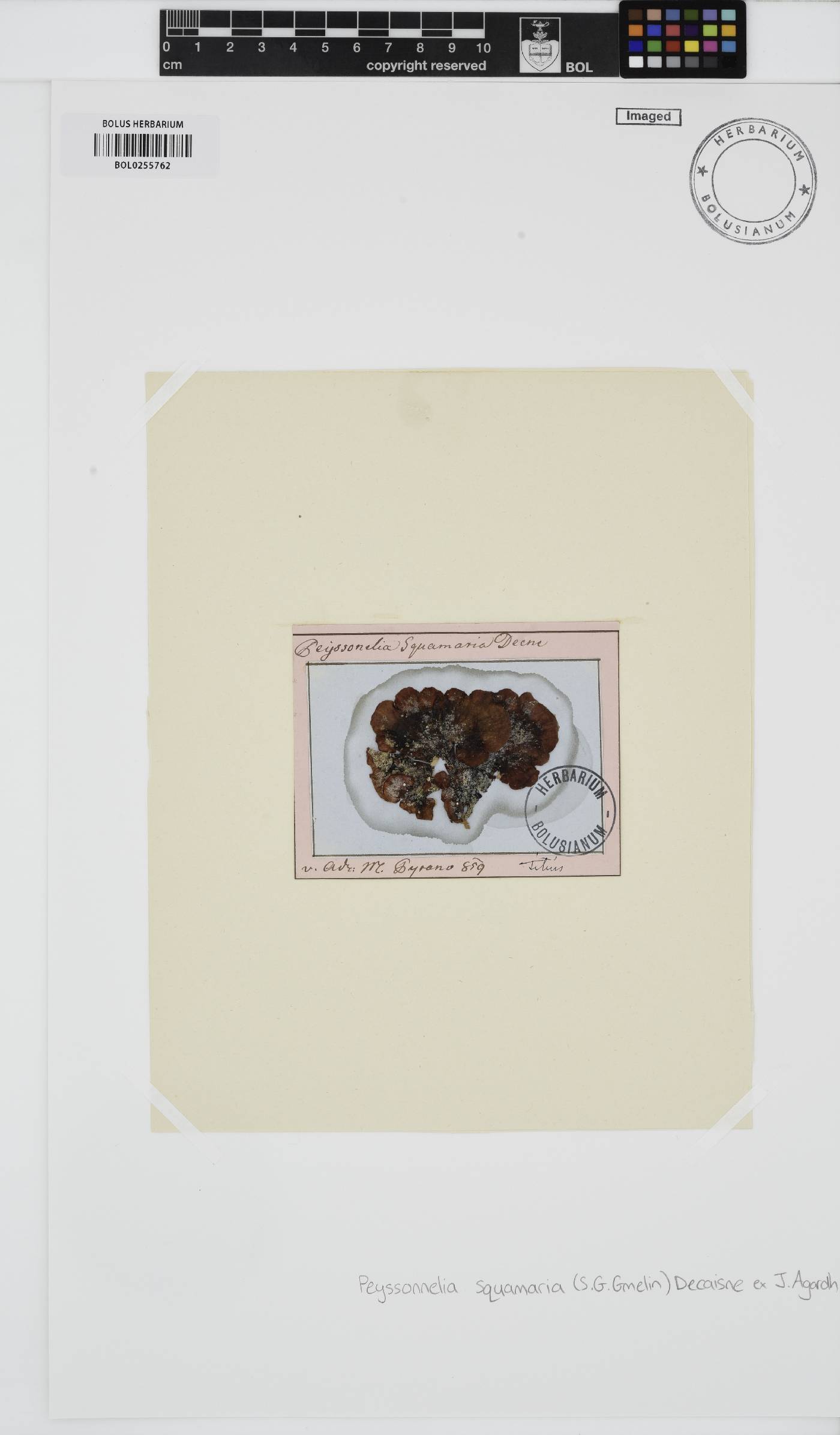 Peyssonnelia squamaria image