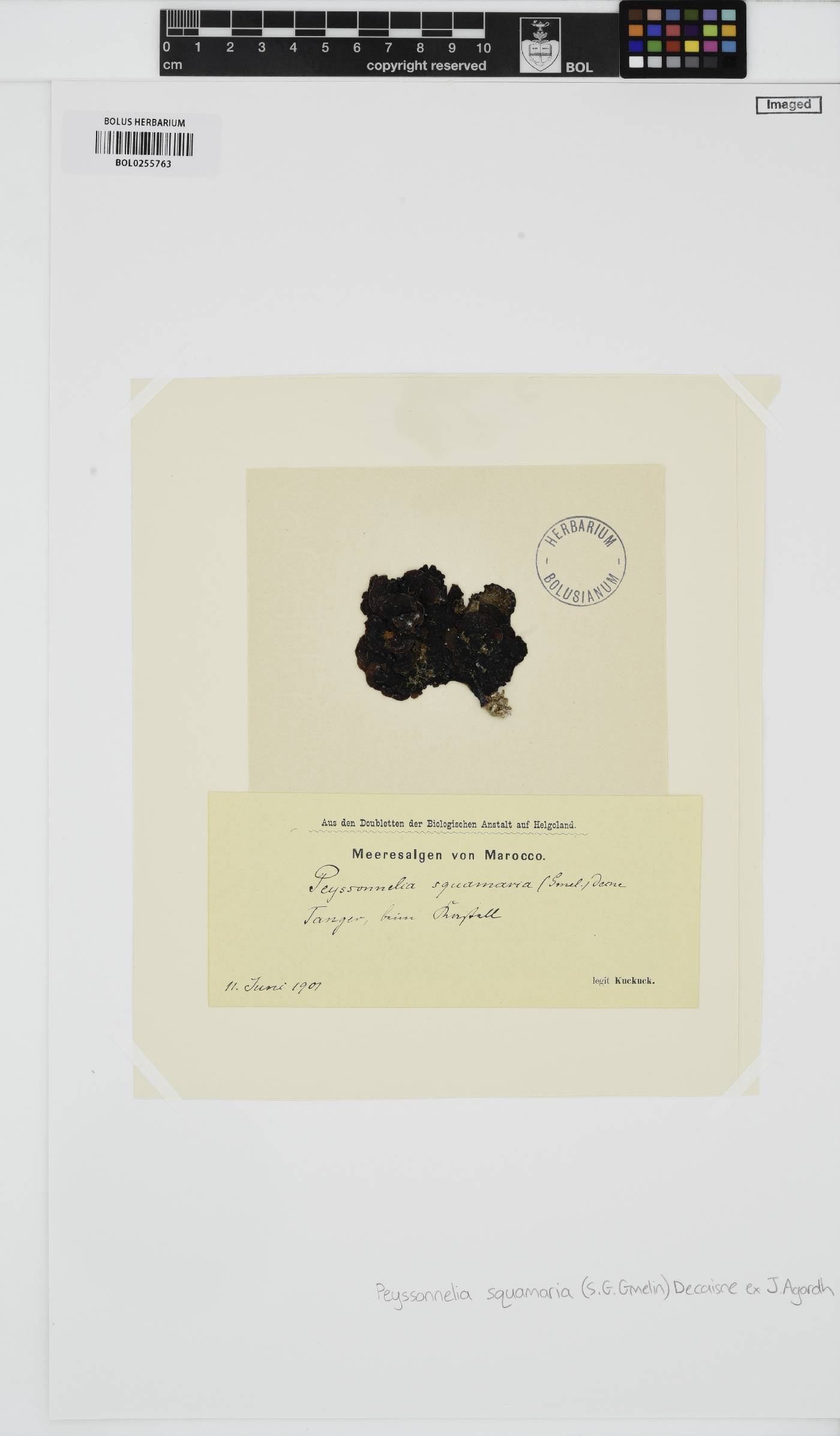 Peyssonnelia squamaria image
