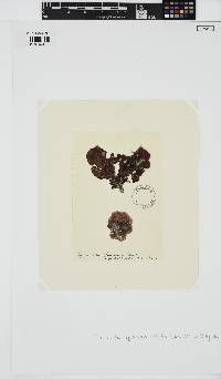 Peyssonnelia squamaria image
